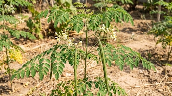 Primer plano de una planta de Moringa Oleifera madura con hojas verdes, pequeñas flores blancas y varias vainas verdes colgando en un campo soleado.