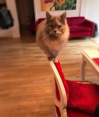 Polino comparte su hogar con