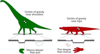 El Batrachopus grandis medía 4