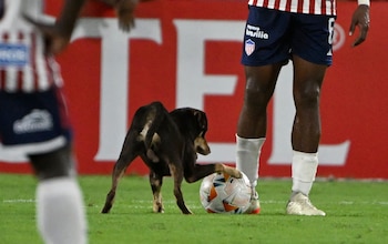 Momento en el que el perro le quita el balón de los pies a Didier Moreno (AFP).