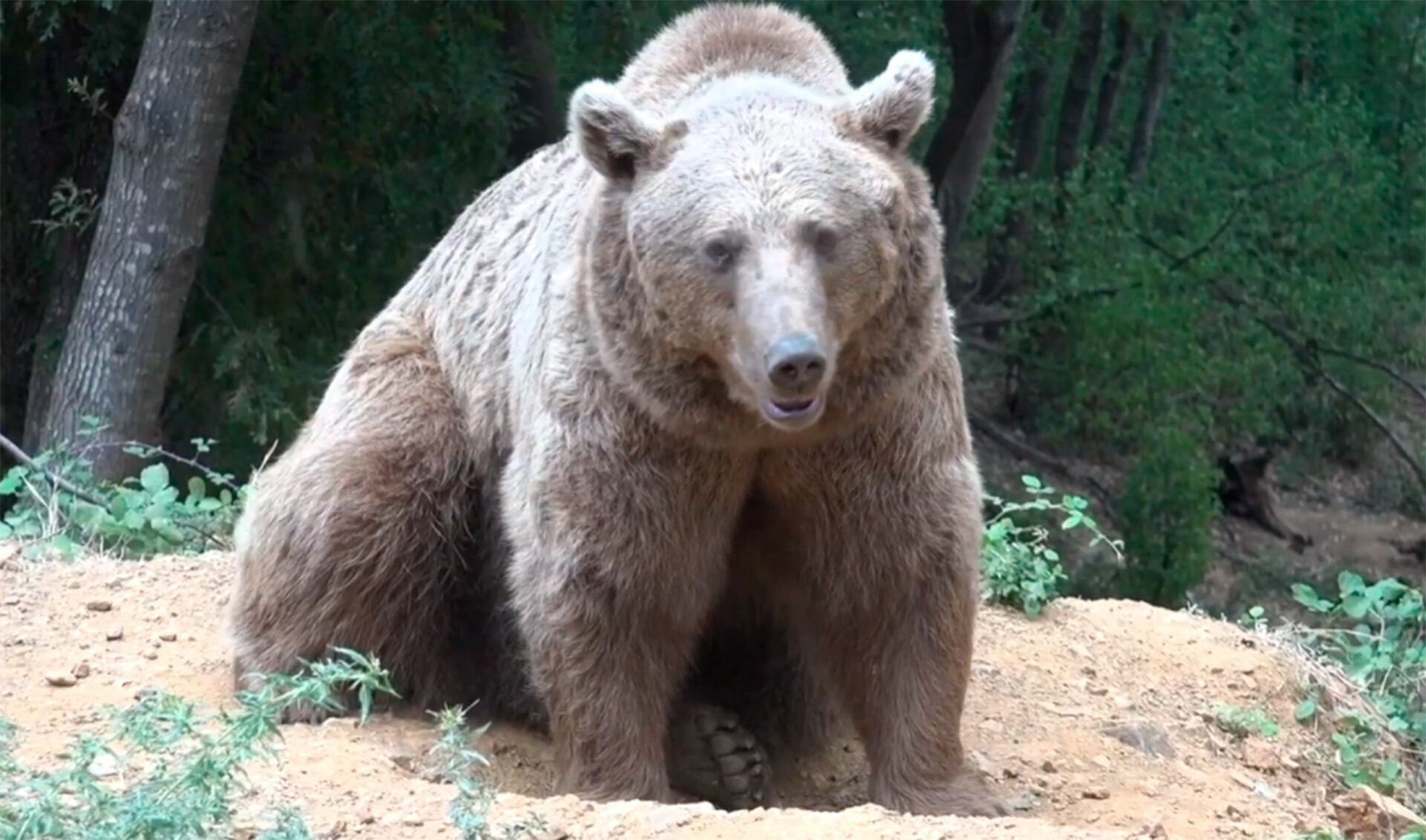 Las autoridades de Akita distribuyen aerosoles repelentes y refuerzan la seguridad en rutas escolares ante la crisis de ataques de osos (Captura de video)