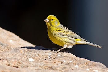 Canario. (Juan Emilio/Wikimedia Commons)