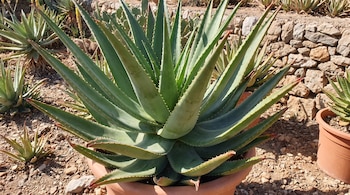 Una planta de sábila verde y espinosa en una maceta de terracota, rodeada de tierra con piedras y otras plantas de sábila.