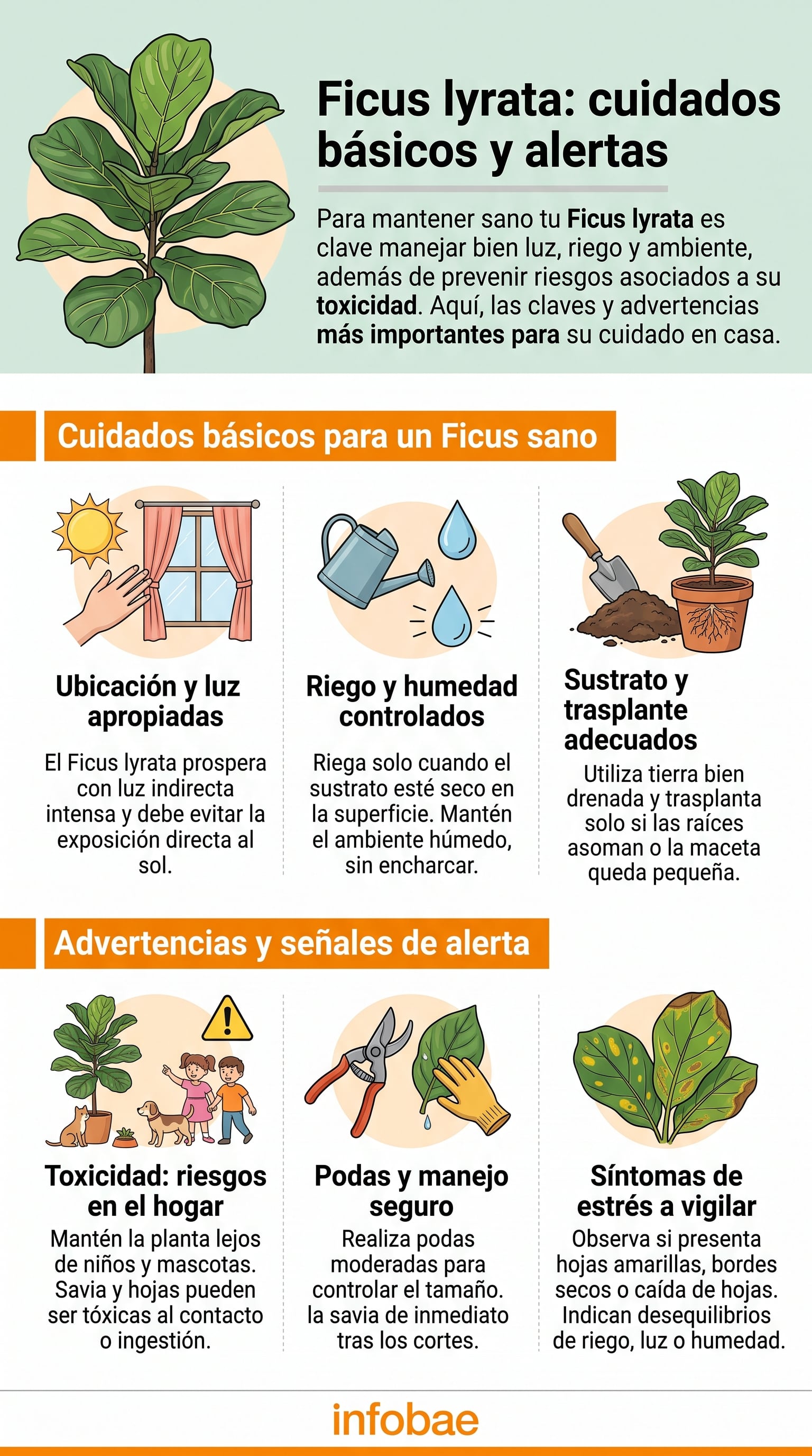 Guía sobre las recomendaciones de cuidado y advertencias de toxicidad del Ficus lyrata. (Imagen Ilustrativa Infobae)