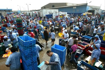 Terminal pesquero ubicado en el