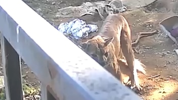 Un puma atacó y mató a dos perros en el jardín trasero de una casa en el sur de California