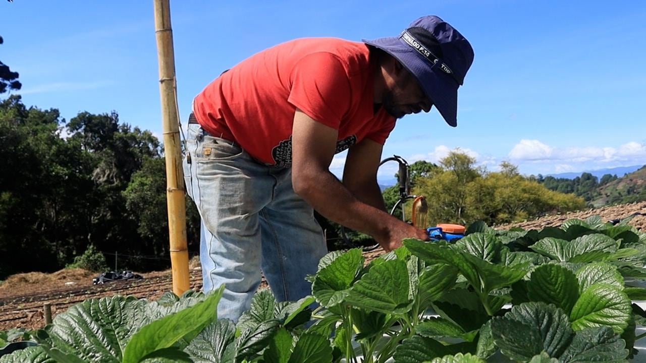 El Gobierno de Honduras invertirá USD 14,23 millones para reforzar la agricultura frente al cambio climático.