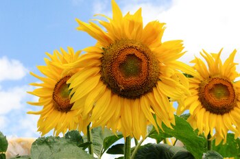 La región del Mar Negro