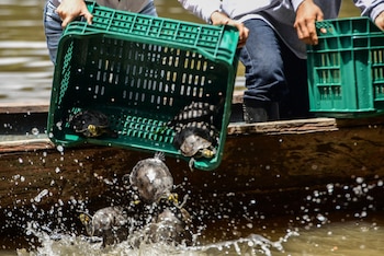 La liberación de 420.000 taricayas