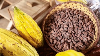 El cacao salvadoreño arrancó 2026 con su mejor dato en años y un salto de 37.4% en exportaciones