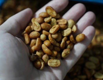 Empresas panameñas han identificado oportunidades de exportación de café verde de las variedades Geisha y Borbón a mercados internacionales, entre ellos Francia. (Mici)