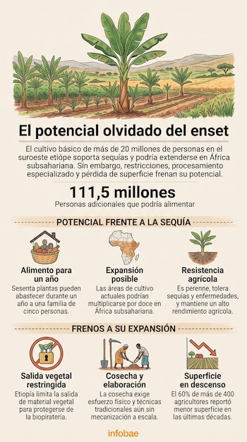Infografía con una ilustración de plantas de enset en un campo, íconos explicativos, esquemas y el logotipo de Infobae en la parte inferior.