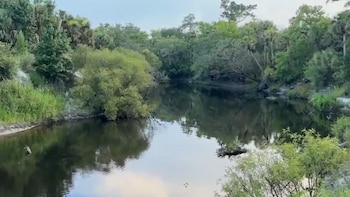 Una mujer murió atacada por un caimán mientras nadaba en un río de Florida