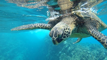Día Mundial de las Tortugas Marinas - Tortugas Marinas – Archie Carr - Perú – noticias -16 junio