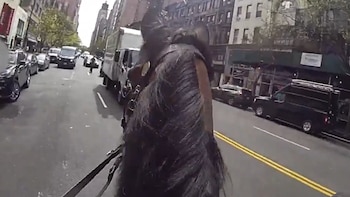 Caballo de carruaje transita bulliciosa avenida urbana