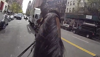 Vista en primera persona desde detrás de la cabeza y crines de un caballo, que avanza por una avenida urbana con coches, camiones y edificios