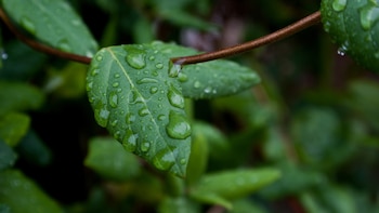 Un estudio revela que el sonido de la lluvia estimula el crecimiento de las plantas