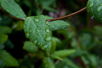 El sonido de la lluvia mejora el crecimiento