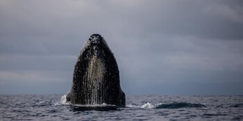 El canto de las ballenas