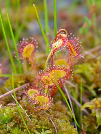 Para cultivar plantas carnívoras en