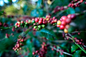 Fotografía del 31 de enero de 2020 que muestra una planta de café geisha en Boquete, a las faldas del volcán Barú en la provincia de Chiriquí (Panamá). EFE/Bienvenido Velasco/Archivo