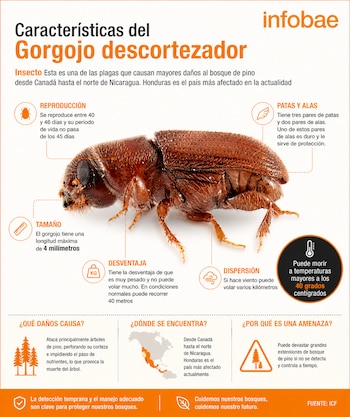 Infografía que detalla las características, comportamiento y riesgos del gorgojo descortezador, una plaga que amenaza los bosques de pino en Honduras. (Infografía: INFOBAE)