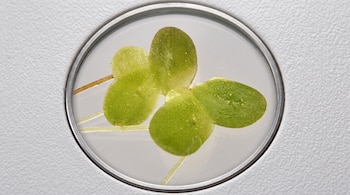 Planta pequeña de cuatro frondas verdes y raíces finas en el interior de un círculo transparente sobre fondo blanco.