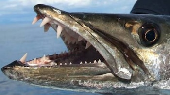 Rara especie de pez apareció en la costa de Lima por el Fenómeno El Niño: la última vez capturado fue hace 43 años