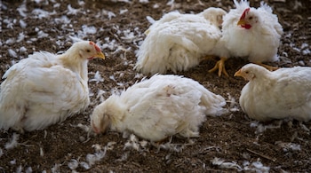 Cuatro pollos blancos en un suelo de tierra con muchas plumas sueltas. Uno de los pollos tiene su cabeza inclinada hacia el suelo.