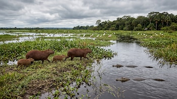 Cuatro carpinchos caminan por una orilla con pasto junto a un canal de agua donde nadan caimanes, con aves acuáticas y árboles al fondo.