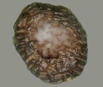 El fósil descubierto muestra un
