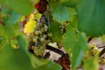 Los mejores Chardonnay argentinos se logran en suelos pedregosos y sueltos, ideales para desarrollar raíces profundas y buena acidez natural (REUTERS/Pascal Rossignol)