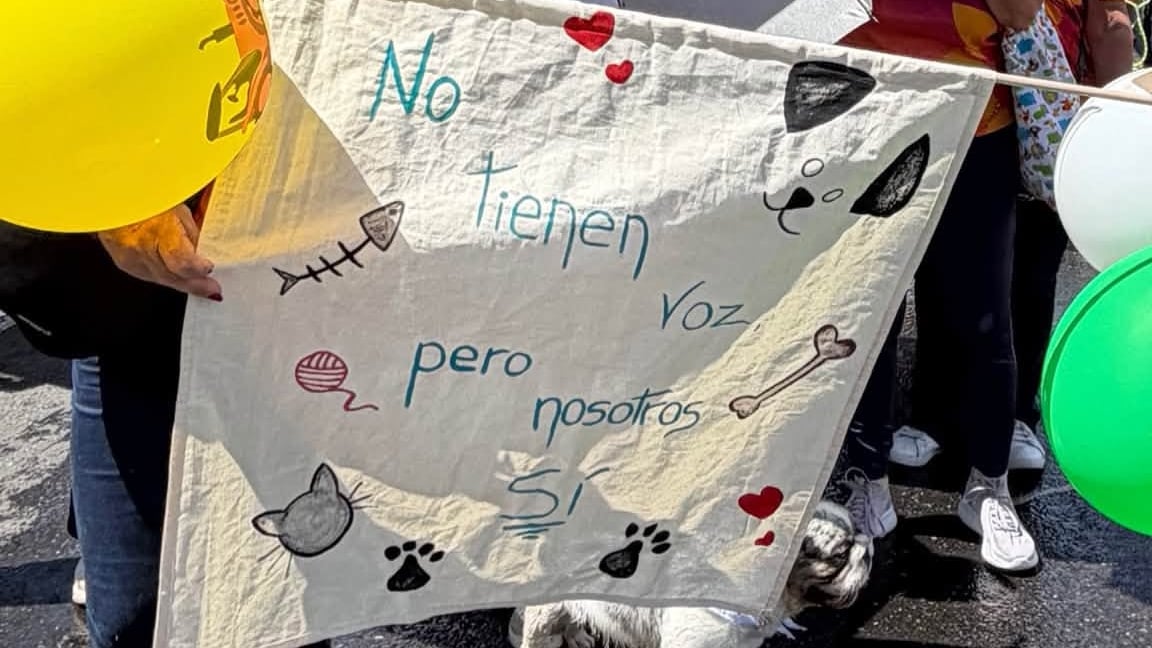 Costa Rica endurece el castigo al maltrato animal: más prisión por crueldad, sanciones a las peleas y una Fiscalía Especializada en Protección Animal (Foto cortesía Diputada Ángela Aguilar)