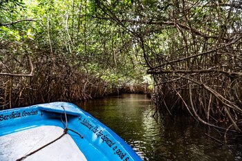 Navegación entre los manglares de