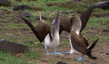 Dos aves de plumaje castaño y blanco con patas de color azul sobre un suelo con piedras y hierba