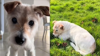 Monty, un Parson Jack Russell