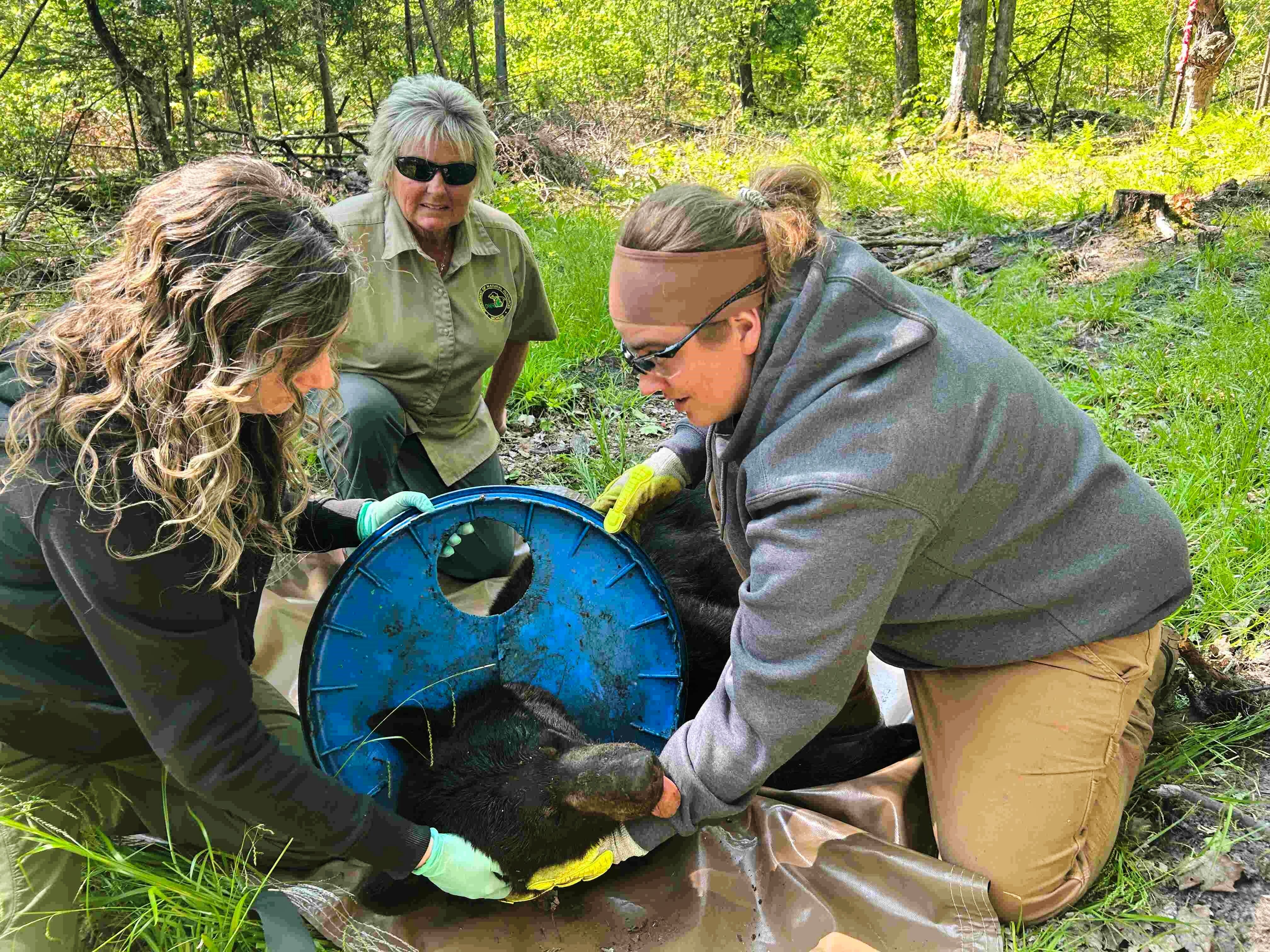 Un oso negro sobrevive dos años con una tapa de plástico incrustada en el cuello en Michigan (Crédito: Departamento de Recursos Naturales de Michigan Vía AP)