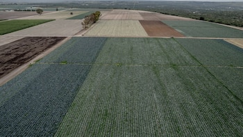 La FDA halló 'Cyclospora' en México durante una inspección a Taylor Farms