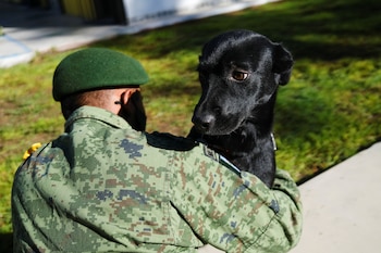 El nuevo compañero puede ser