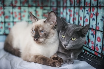 Cerca del 64% de los hogares tendría al menos una mascota, en un contexto de familias más pequeñas, hogares unipersonales y mayor presencia de perros y gatos.