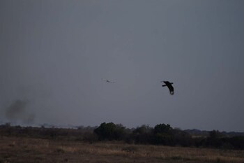Las aves tienen mayor capacidad