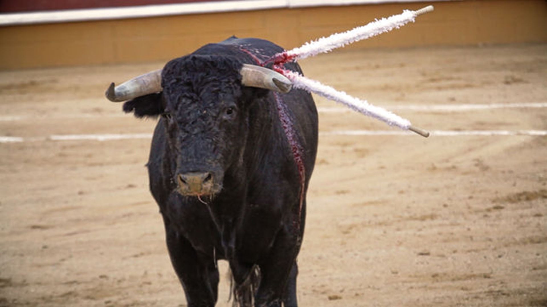 La decisión no modifica lo establecido previamente sobre los toros coleados, las corralejas y las peleas de gallos. La expresión que excluía estas actividades de la prohibición ya había sido declarada inexequible en 2025, con efectos diferidos por tres años - crédito Colprensa