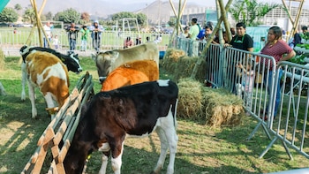 Cuatro terneros de colores marrón, blanco y negro comen heno en un corral de madera. Detrás de una valla metálica, personas adultas y niños observan a los animales
