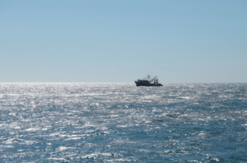 Expertos resaltan la aparición de