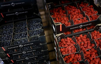 El régimen tributario para agroexportadoras rige desde 2001, fue prorrogado hasta 2035 y se complementa con deducciones aceleradas, exenciones del IGV y drawback. REUTERS/Hannah McKay