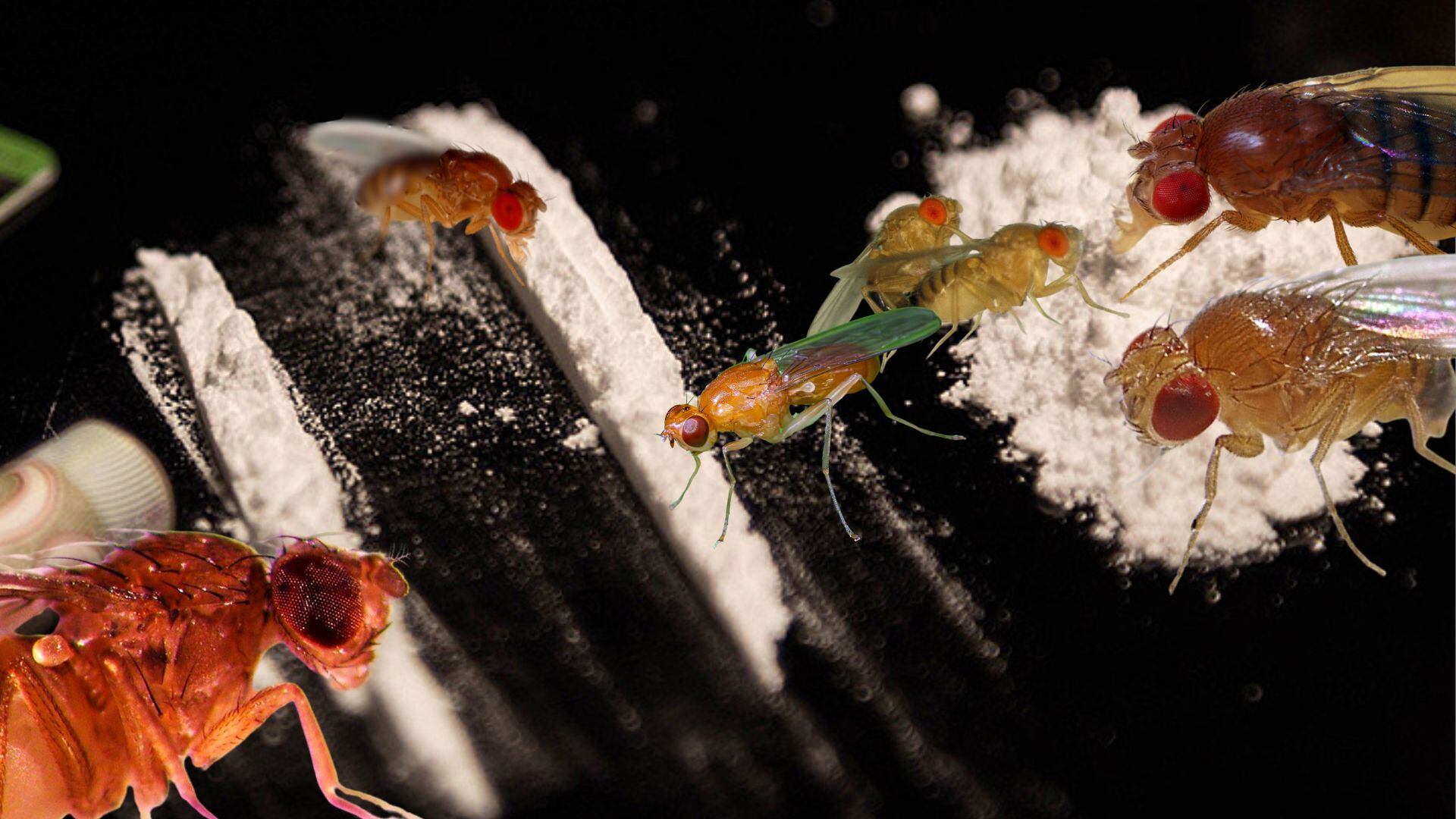 Moscas adictas a la cocaína: un grupo de investigadores modifica el genoma de este insecto para estudiar la biología de la adicción (Montaje Infobae)