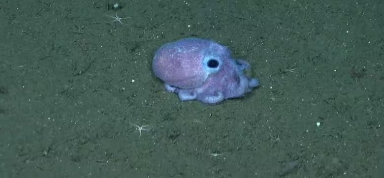 El tierno pulpito que encontraron en el fondo del mar (Conicet)