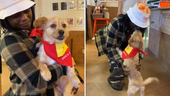 El emocionado perro reacciona al