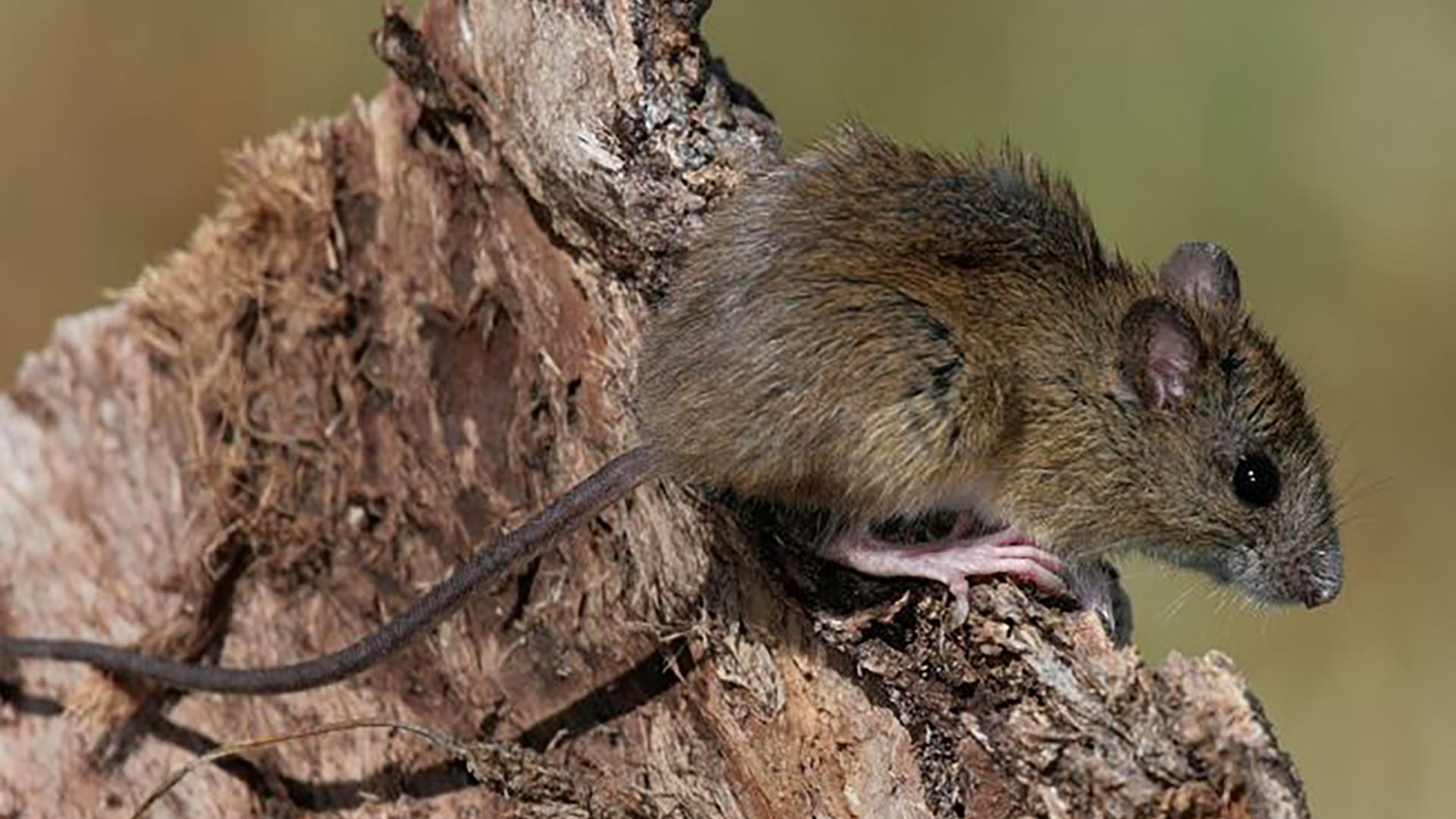 Cómo es el ratón colilargo que puede transmitir el hantavirus Andes -  Infobae