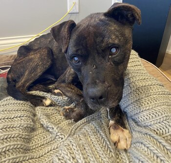 El perro llegó en noviembre